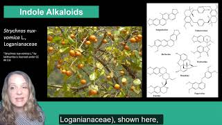 Plant Secondary Metabolism Alkaloids [upl. by Katheryn]