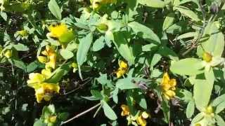 St John Wort Shrubby in Bloom [upl. by Pollerd]