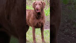 Meet Chesapeake Bay Retriever  The Ultimate Water Loving Dog [upl. by Yddor]