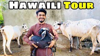 Hawali Ka Tour  Meet Sultan 😂  Idrees Bach Gya Aaj Tu 😂 [upl. by Asoral181]