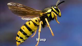 How To Pronounce Wasp [upl. by Barabas]