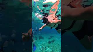 Cozumel Snorkeling turismo travel riveramaya [upl. by Lawtun453]