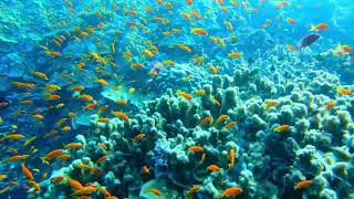 Elphinstone reef with Gopro [upl. by Notac]