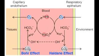 Haldane Effect amp Bohr Effect  Co2 Transport [upl. by Ahsyle4]