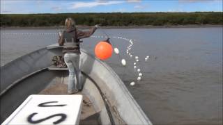 Drift Gillnetting Salmon on the Yukon River Alaska 2013 [upl. by Chappy621]