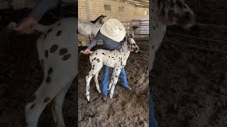 Appaloosa Rancho el REtoño [upl. by Narrat]