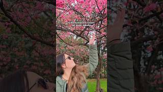 Florecieron los cerezos en el Jardín Japonés 🌸😍 sakura buenosaires jardinjapones shorts [upl. by Krever]