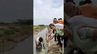 Mangrove Restoration works in Pulicat [upl. by Dorian581]