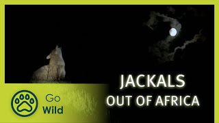 Jackals Out of Africa  Go Wild [upl. by Finstad]