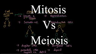 Mitosis and Meiosis  similarities and differences [upl. by Yeung]