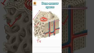 Bone marrow spaces  Red bone marrow  Trabeculae  Spongy amp compact bone  Lamellae of bones [upl. by Ycaj]