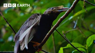 Extraordinarily Rare Birds of Paradise Sighting  Bill Baileys Jungle Hero  BBC Earth [upl. by Sheree]