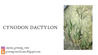 Cynodon dactylon  Ethnobotany  Malayalam Explanation  Medicinal Properties Of Cynodon Dactylon [upl. by Tarazi723]