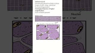 Histology of Skeletal Cardiac and Smooth Muscle An Overview [upl. by Rosco]