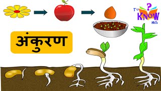 अंकुरण  Science  Germination of Seed  in Hindi CBSE board and NCERT [upl. by Annatsirhc688]