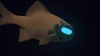 Facts The Flashlight Fish [upl. by Wooldridge]