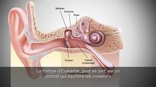 Lâ€™anatomie de lâ€™oreille humaine [upl. by Hornstein]