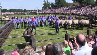 Dülmen Wildpferdefang 2014 Einlauf  Fang der ersten Fohlen [upl. by Luing]