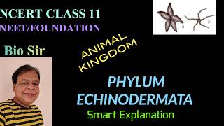 Phylum Echinodermata  Animal Kingdom  Class 11  Biology  NEET  Chapter 4 [upl. by Henke]