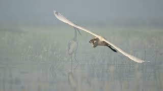 Waking up with the Jabiru [upl. by Alverson]