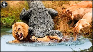 Cruel Crocodile Ambushes Lion On The Riverbank For Lunch What Happens Next  Animals Majesty [upl. by Wilt]