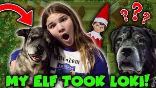 Elf On The Shelf Turned Our Dog Into A STUFFED ANIMAL Best Of The Elf On The Shelf [upl. by Nylssej323]