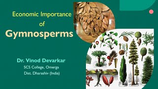 Economic Importance of Gymnosperms by Dr V D Devarkar [upl. by Server]