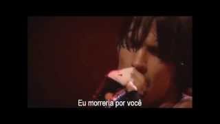 Red Hot Chili Peppers  I Could Die For You  Legendado em PTBR [upl. by Sheeran733]