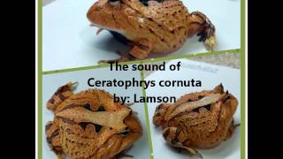 The Sound of Ceratophrys cornuta 霸王角蛙 [upl. by Aiderfla]