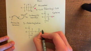 Palmitoylation of Proteins Part 1 [upl. by Wolford448]