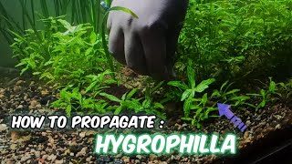 How to propagate HYGROPHILA plant in aquarium 🌱  Hygrophila Propagation  LushAqua [upl. by Caras966]