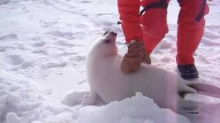 Baby seal squeals [upl. by Diskson]