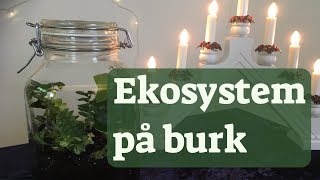 11 Ekosystem på burk  LTHs julkalender 2018 [upl. by Chenee]