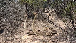 Combate Cascabel de diamantes Crotalus atrox [upl. by Oneg6]