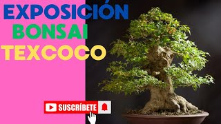 exposición de bonsai en Texcoco sep2024  bonsai [upl. by Nywra769]