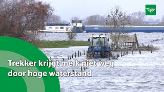 Trekker krijgt melk niet weg door hoge waterstand [upl. by Einaeg]