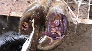 The SHOCKING truth about cutting and trimming cow hooves removing screws stuck in hooves [upl. by Beare600]