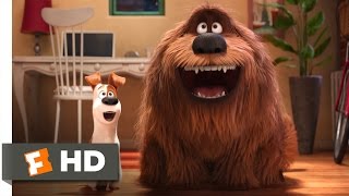 The Secret Life Of Pets 2 2019  Opening Scene HD [upl. by Dulce]