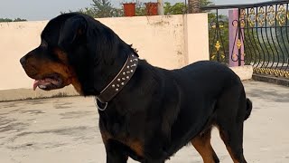 Rottweiler dog ki khasiyat 😨rottweiler dog [upl. by Nitza]