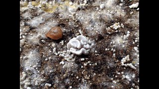 1st Flush of Enigma Mushrooms Starting to Pin 📍🍄 Funky looking Corals 🪸 Spawned with unclebenstek [upl. by Oicapot421]