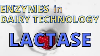 FOOD TECHNOLOGY  Role of Enzymes in Dairy Industry  Lactase  Lactose Intolerance [upl. by Anilecram]