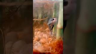 Beautiful Bamboo forest With Brilliant Male Betta Fish [upl. by Ruttger828]