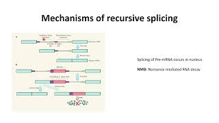 Splicing of mRNA Mechanism of Recursive splicing Code 218 [upl. by Konstance303]