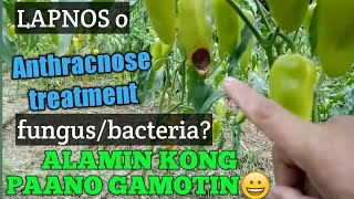 Anthracnose treatmentpaano gamotin ang lapnos o anthracnose leaf spot blight bacterial wilt [upl. by Nelloc]