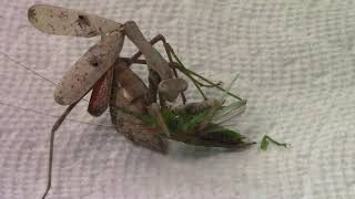 Praying Mantis vs Katydid  Who Has Who [upl. by Armyn]