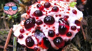 Top 10 MOST DEADLY MUSHROOMS IN THE WORLD [upl. by Anhsirk354]