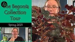 amp The Begonia Collection Tour  Plant Tour [upl. by Adrea]