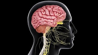 CNS 5  Sensory pathways amp Pain control Physiology Crash Course  DrNagi  Arabic [upl. by Kong]