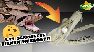 ESQUELETO DE BOA CONSTRICTORA 🐍  ¿Cómo son los huesos de una serpiente 🤔 [upl. by Aislehc277]