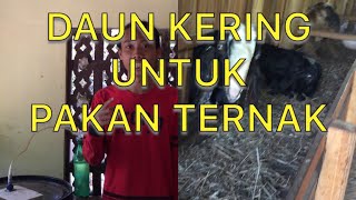 Solusi pakan ternak saat kemarau Fermentasi daun kering dengan probiotik buatan sendiri [upl. by Reidar]